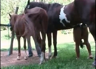 Twisted bestiality with sex-crazed zoophiles