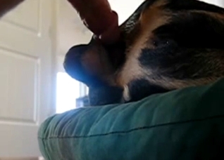 Throbbing cock penetrating animal hole