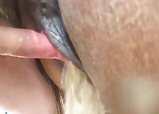 Pony animal sex